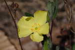 Carolina frostweed